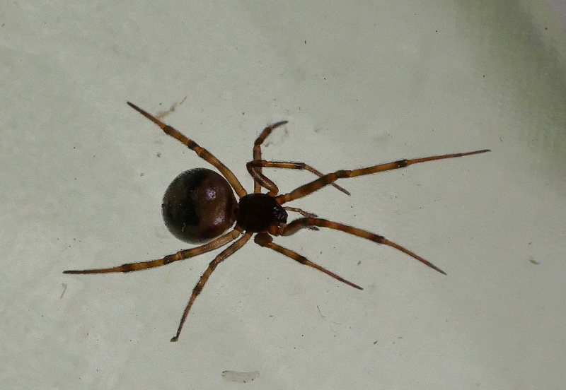 Steatoda triangulosa, femmina - Steatoda triangulosa